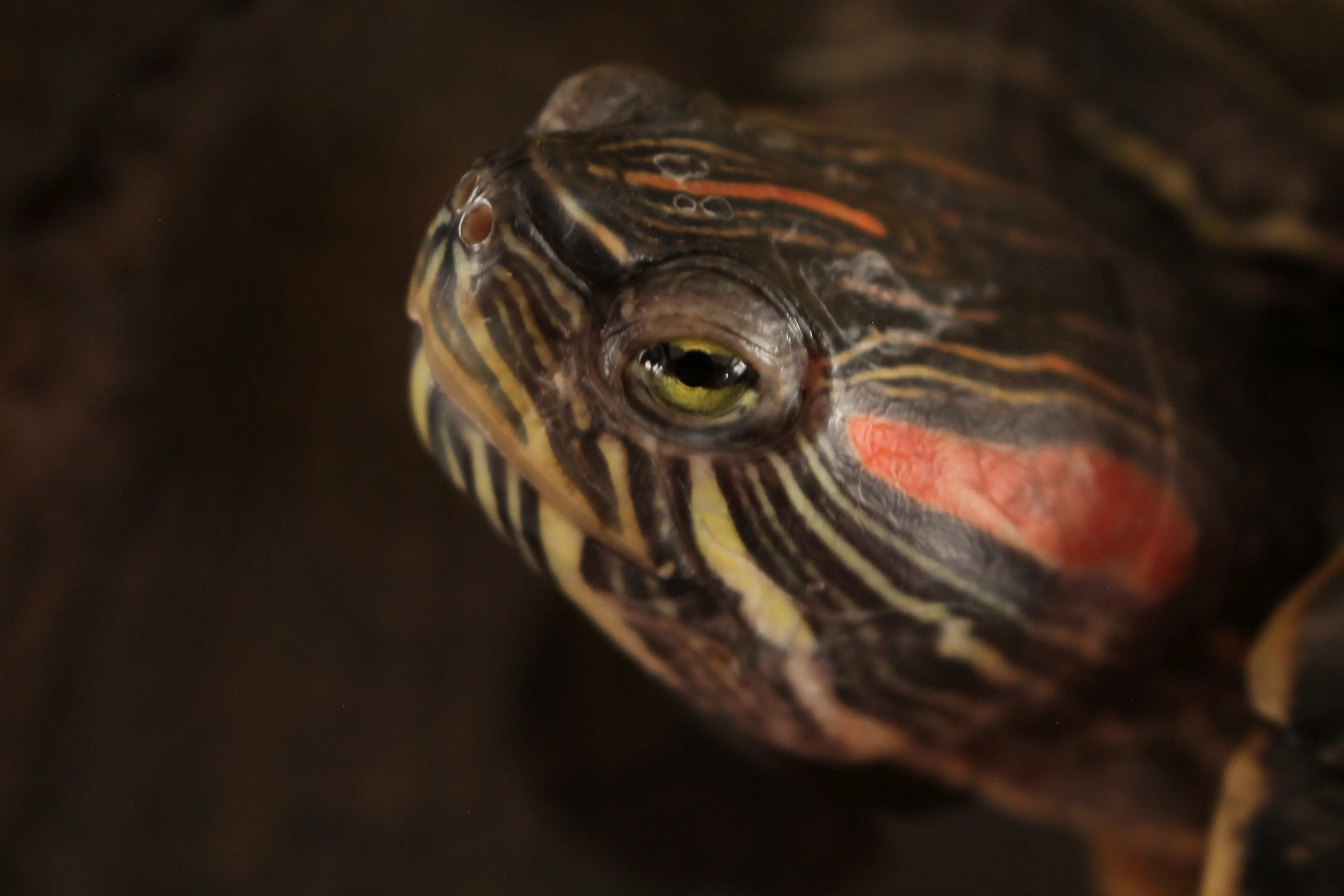 Photo de tortue (Hugo)